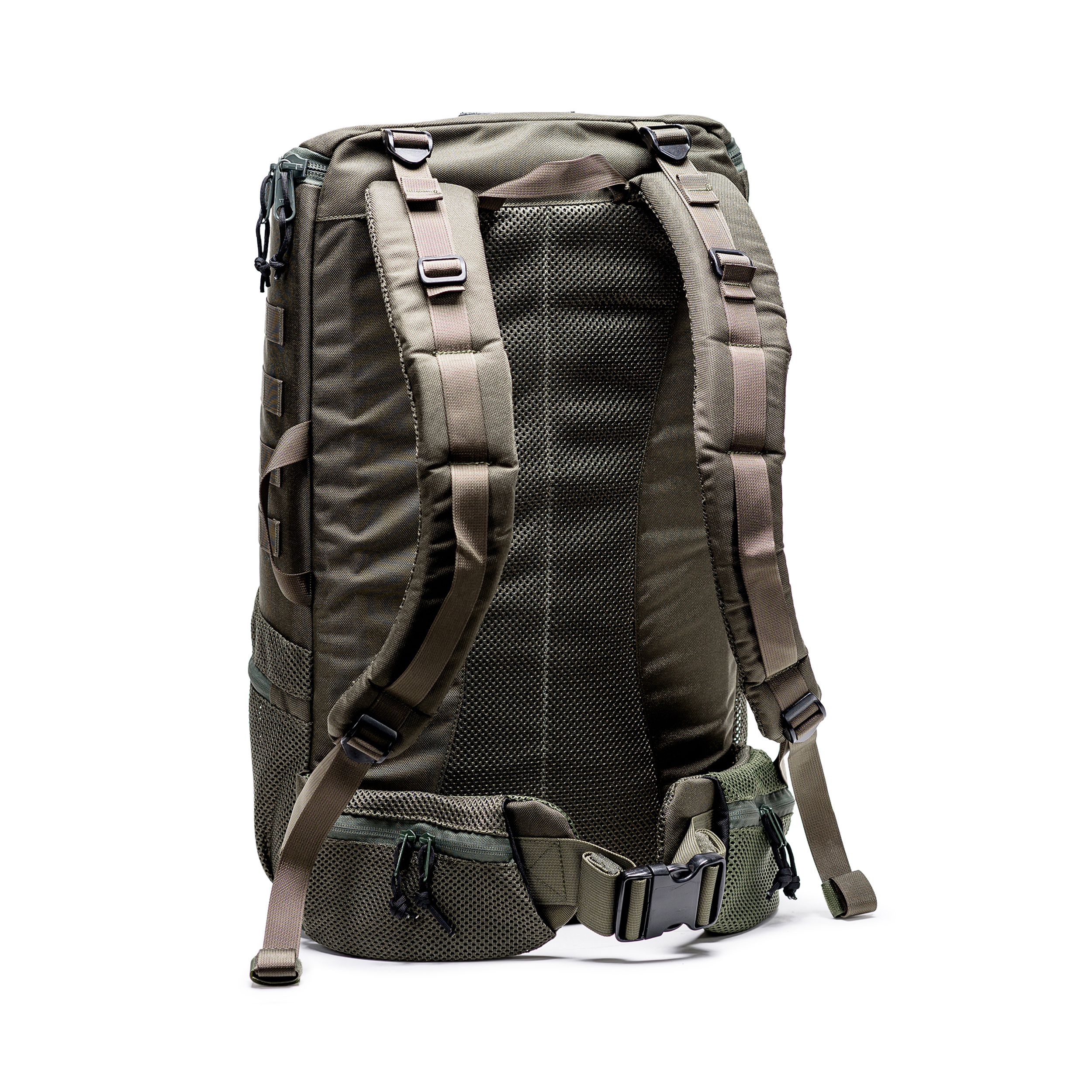 טרנטולה ינואר (253)