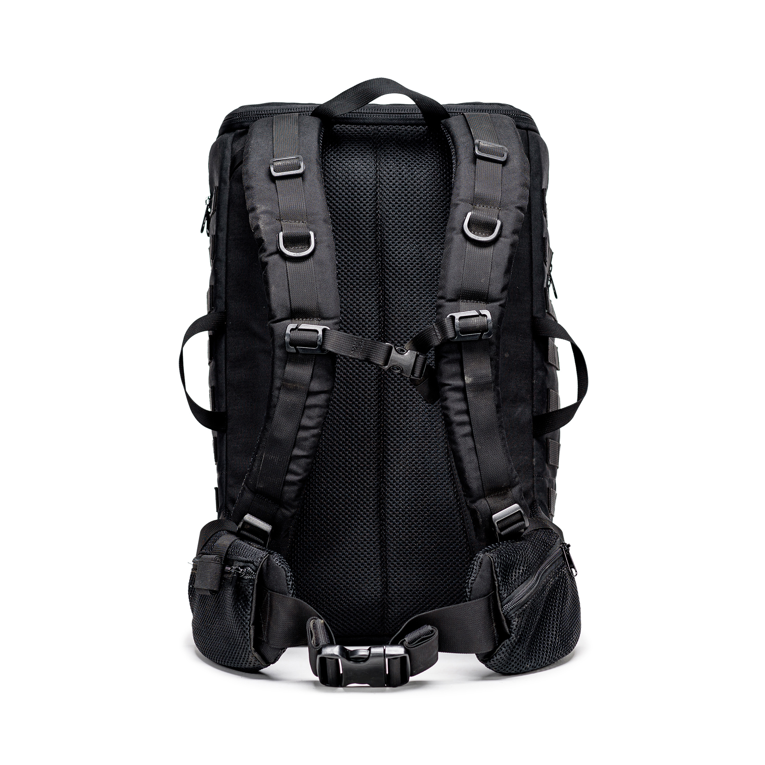 טרנטולה ינואר (280)