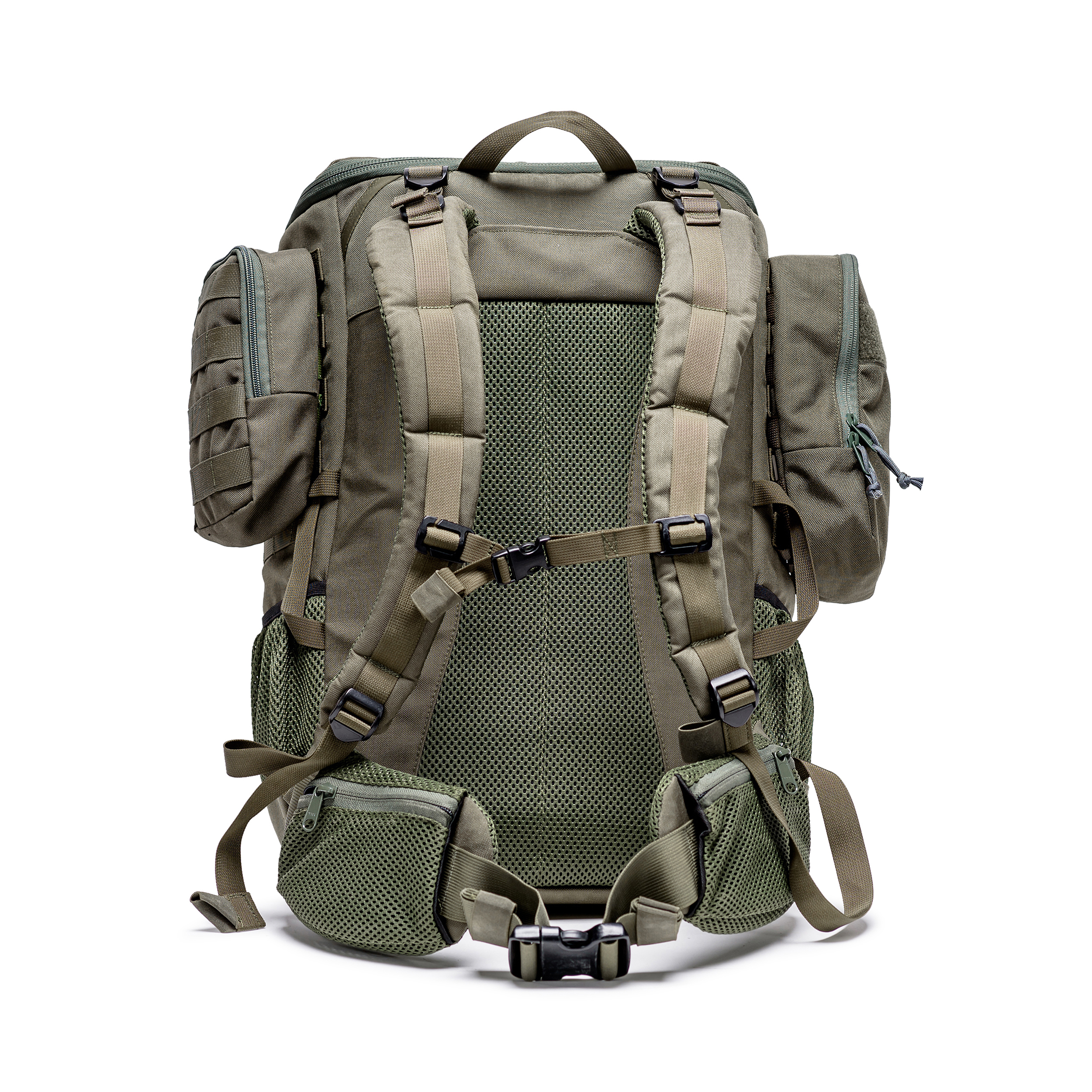 טרנטולה ינואר (266)