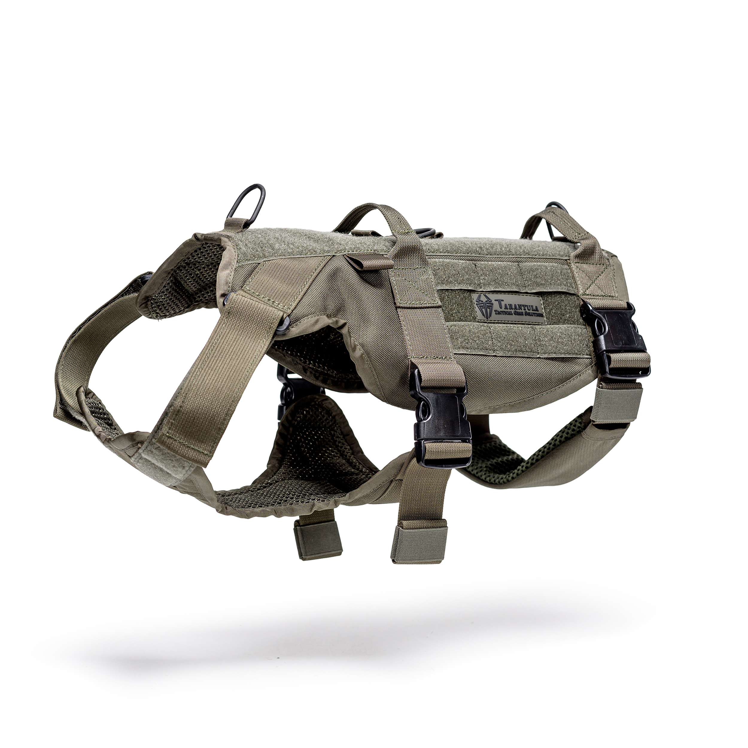 טרנטולה ינואר (308)